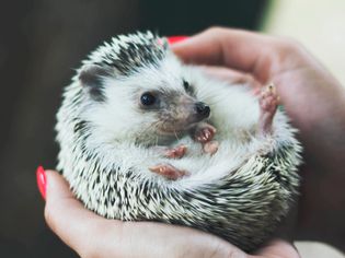 刺猬