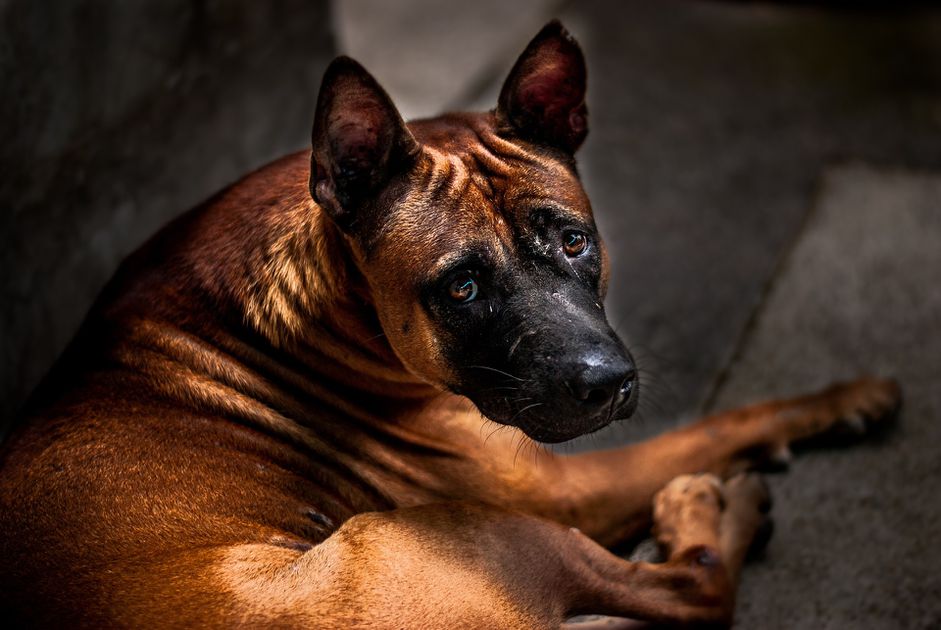 Dog looking fearful