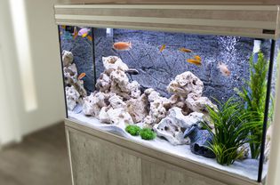 Aquarium with cichlids fish from lake malawi