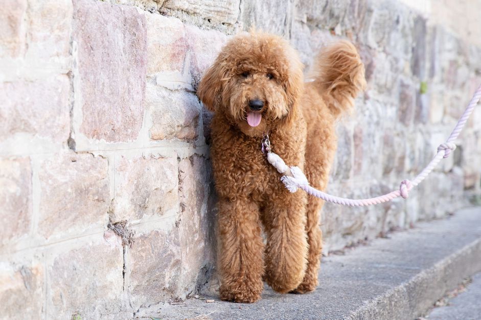 Goldendoodle dog walking with rope leash near brick wall