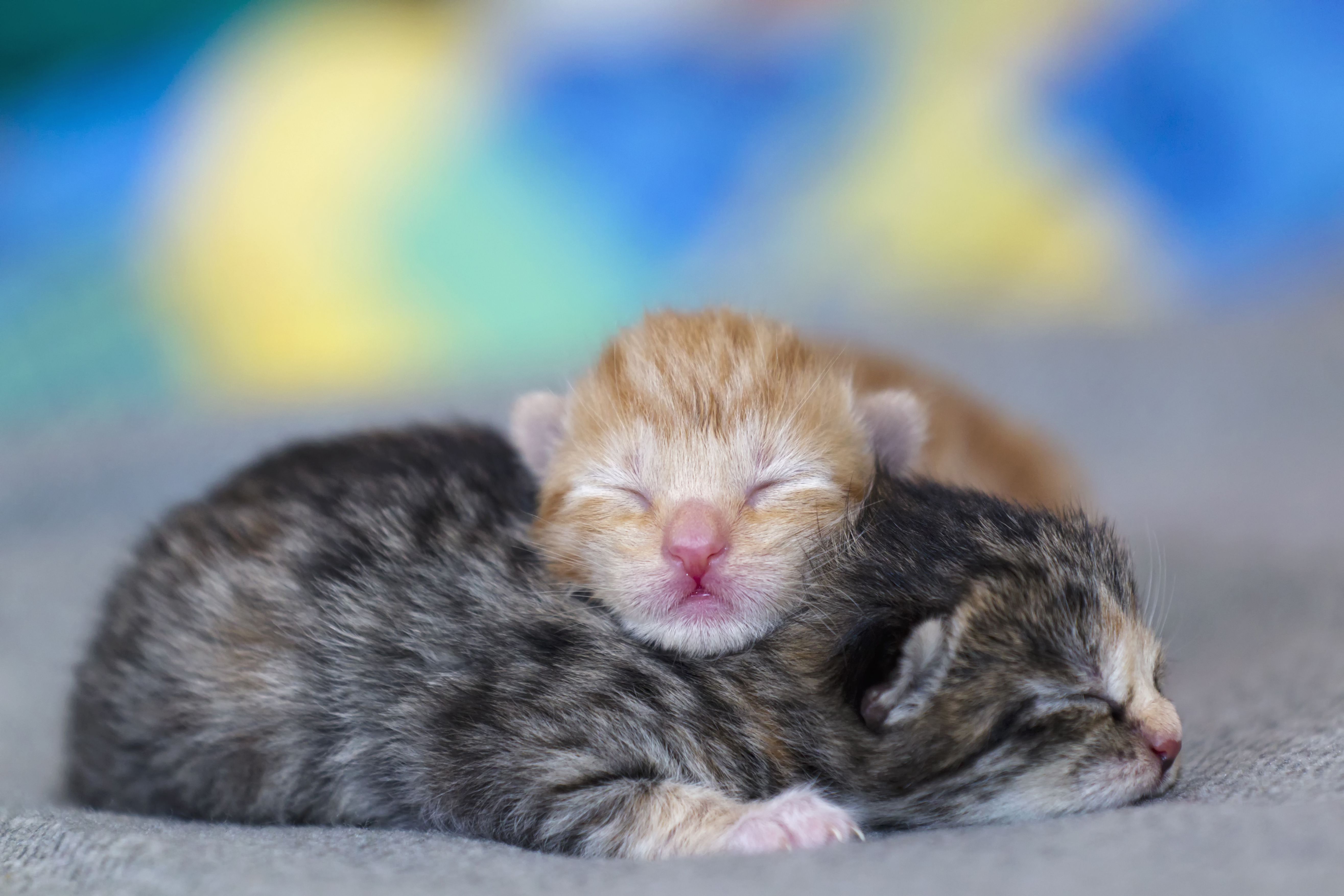 Germany, Newborn kittens sleeping on blanket, close up