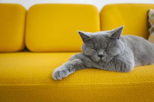 一只蓝色的英国短毛猫在亮黄色的沙发上打盹。