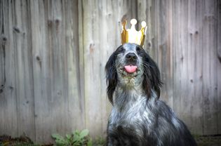 dog wearing a crown