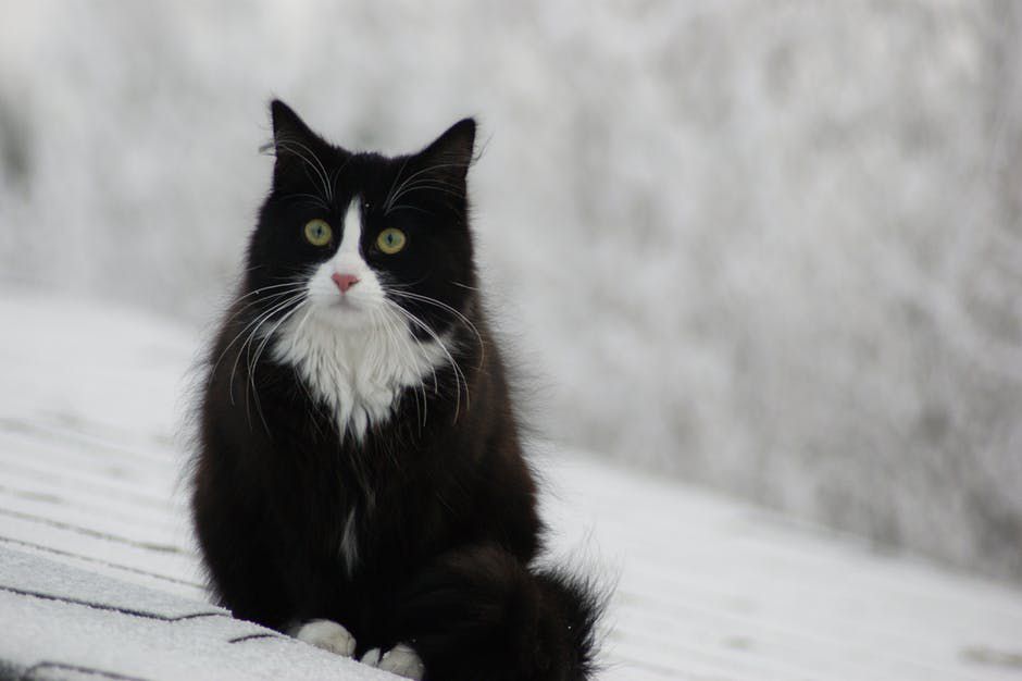 一只黑白相间的挪威森林猫在雪地里。
