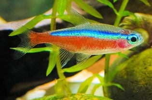Paracheirodon axelrodi - Cardinal Tetra