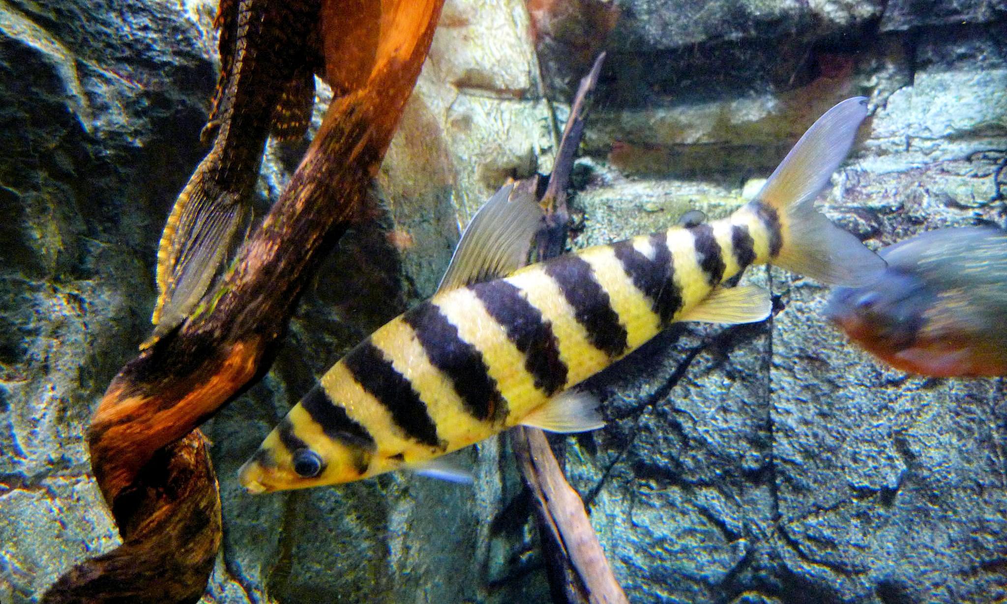 黑带Leporinus fasciatus