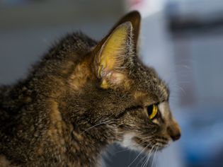 黄疸猫的概况。