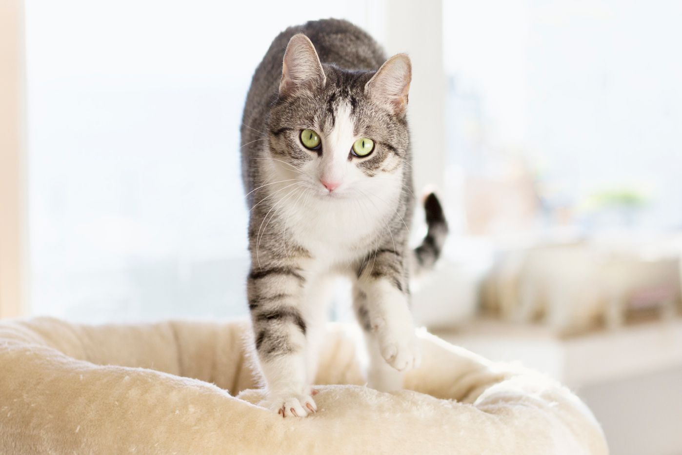 猫在垫子上揉