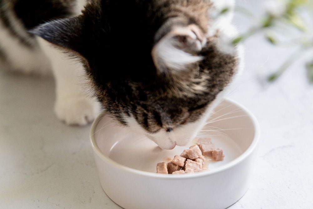 棕色和白色的猫从碗里均衡地吃罐头食物