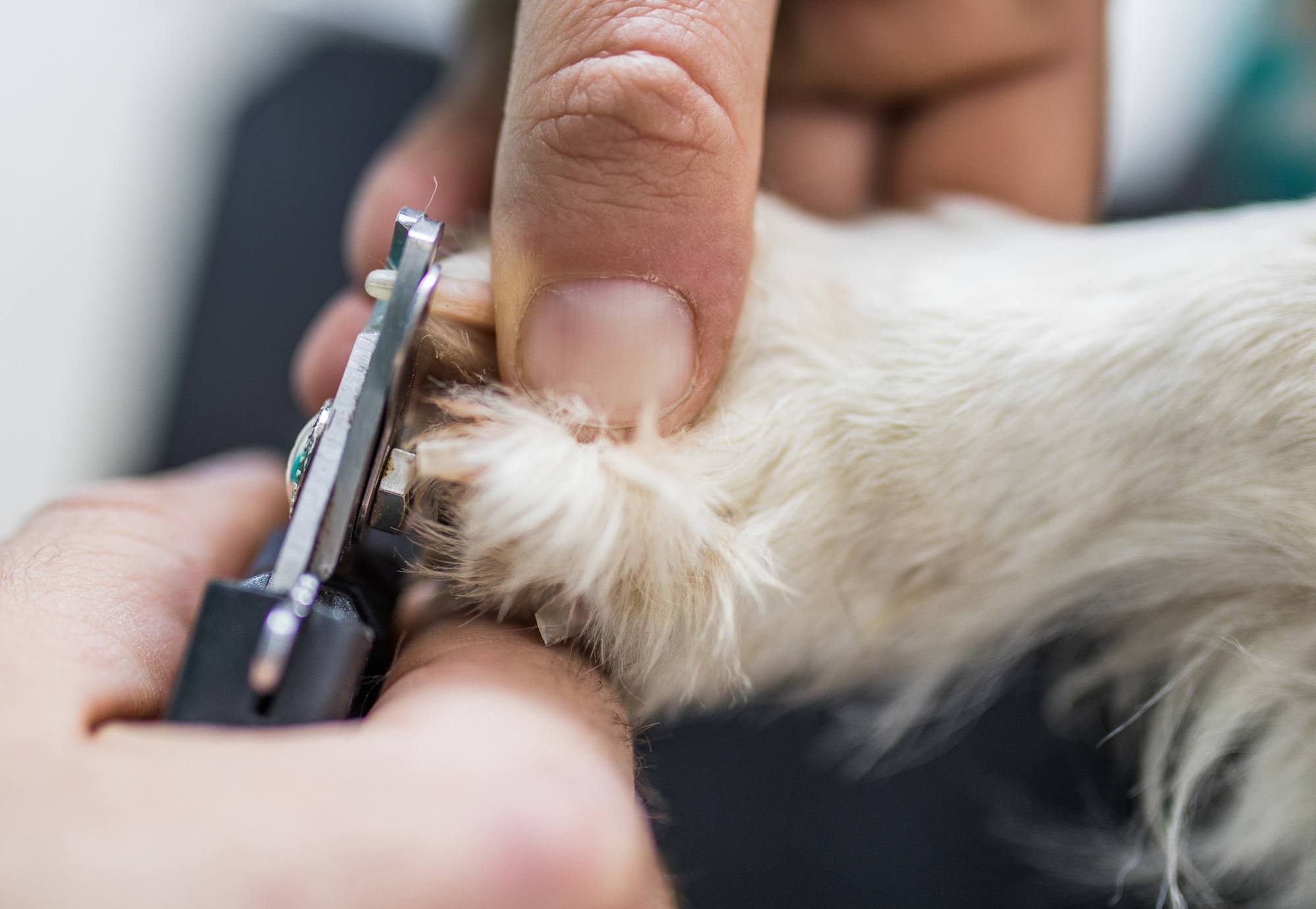 Clipping a dog's toenails