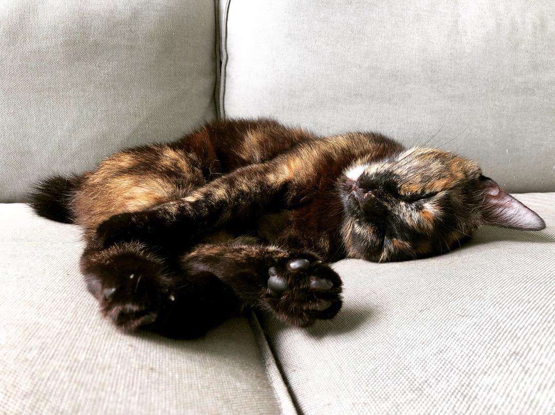 玳瑁猫睡在沙发上。