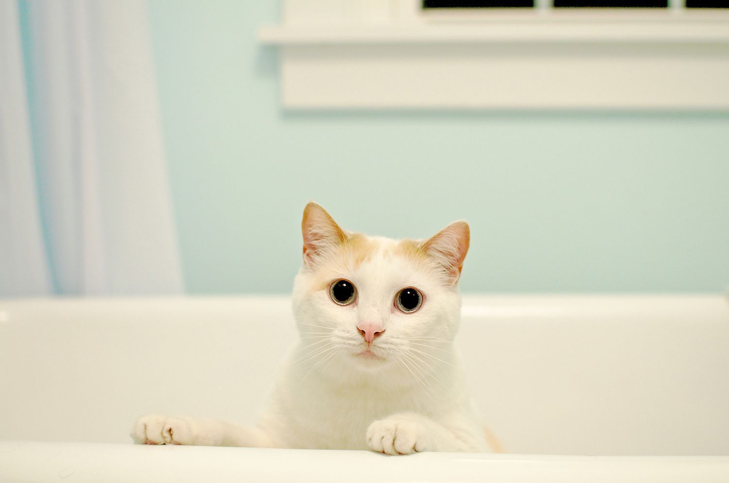 cat in the bathtub