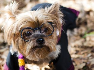 Yorkie戴着哈利波特的眼镜和服装