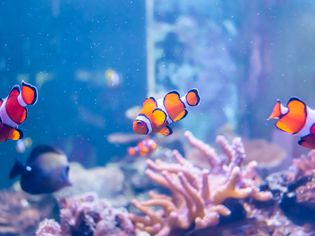 如何收集自己的热带水族鱼