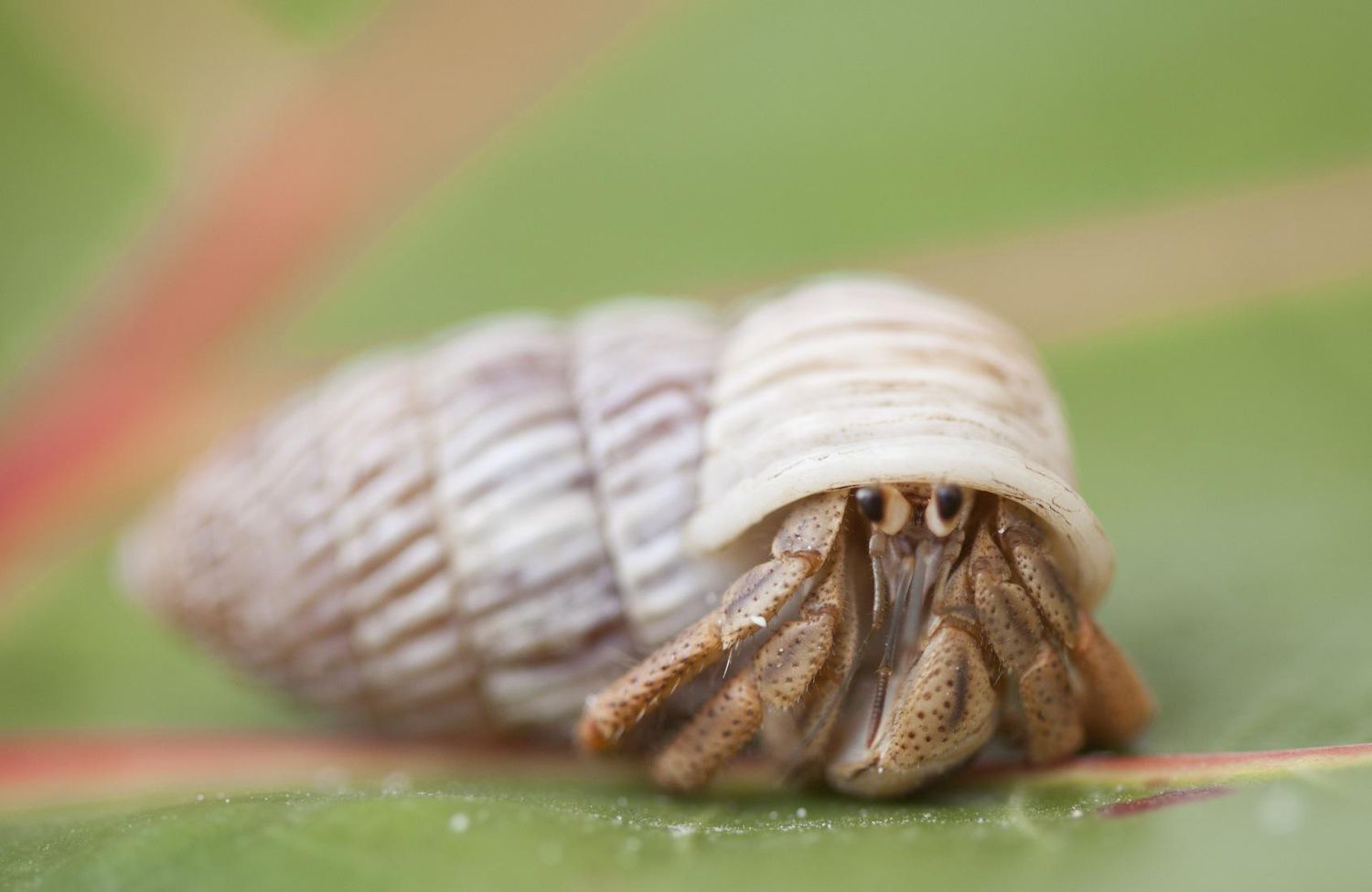 Caribbean Hermit Crab, close-up