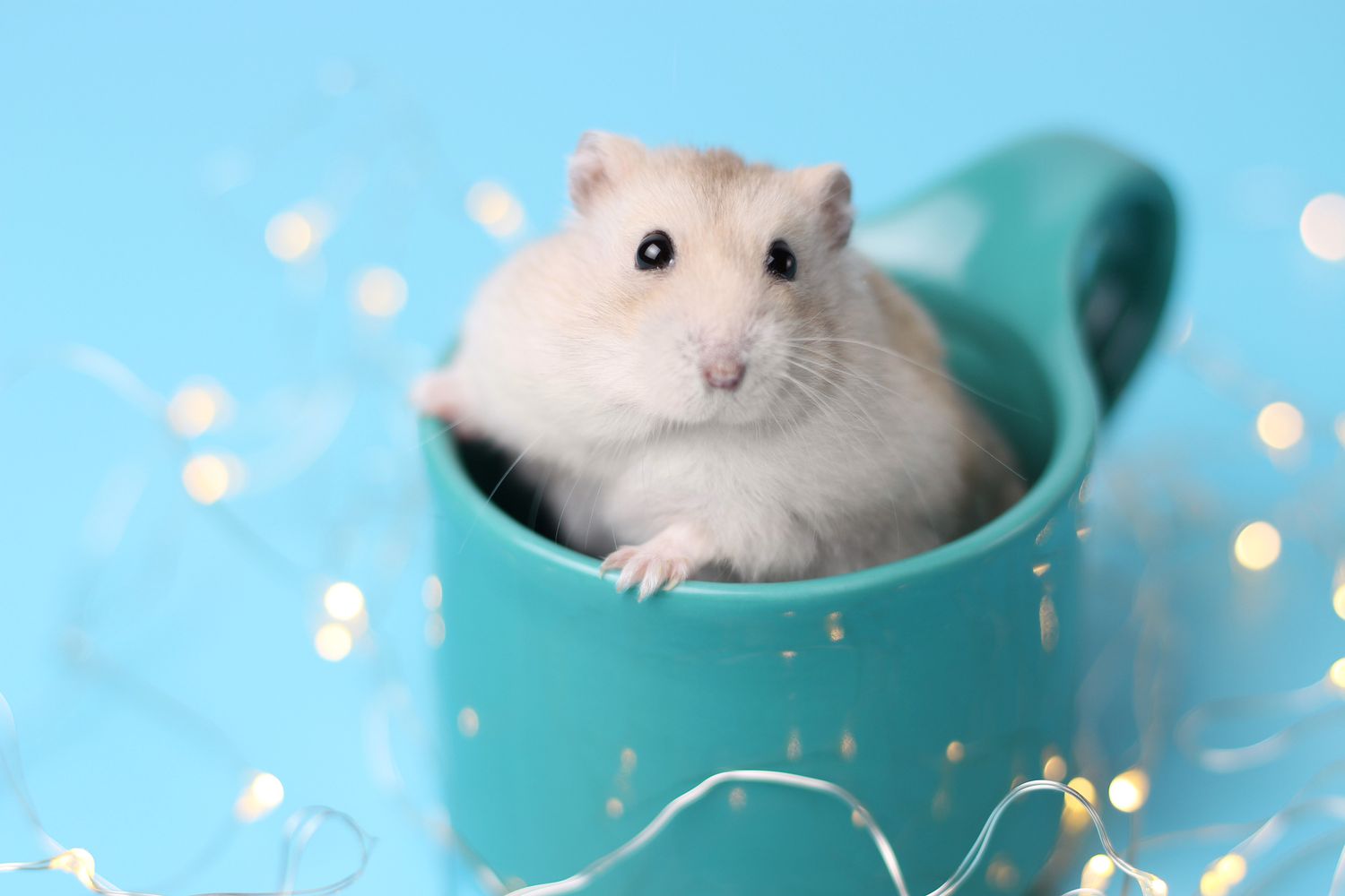 Hamster portrait
