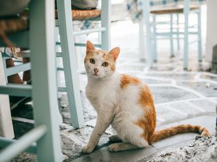 猫的髋关节发育不良