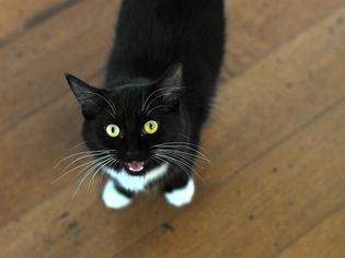 猫在木地板上喵喵叫