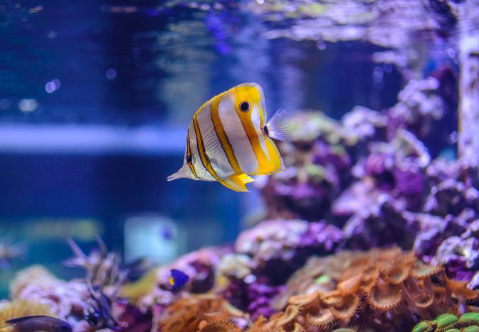 咸水水族馆里的珊瑚礁鱼