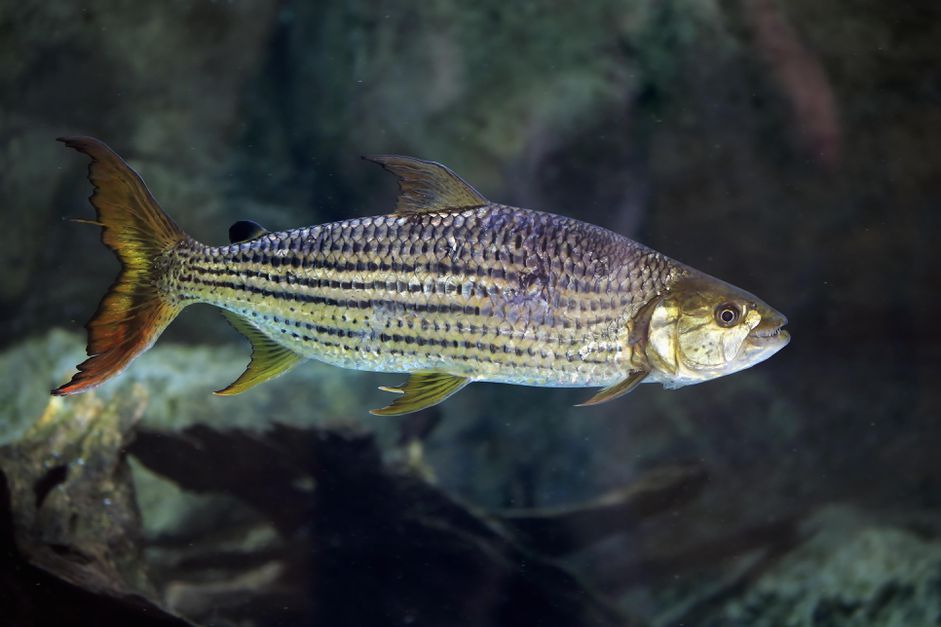 非洲龙鱼(Heterotis niloticus)，成年，游泳，骨鱼，圈养，原产于非洲