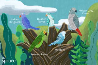 Talking Bird Species