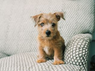 诺福克犬小狗