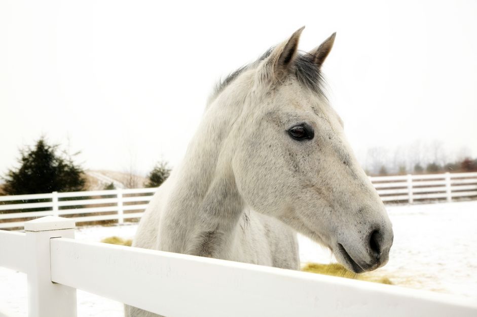 A light gray appendix horse standing behind a white fence in the snow.