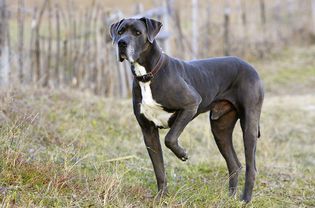Great Dane