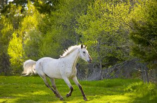 white horse in a field