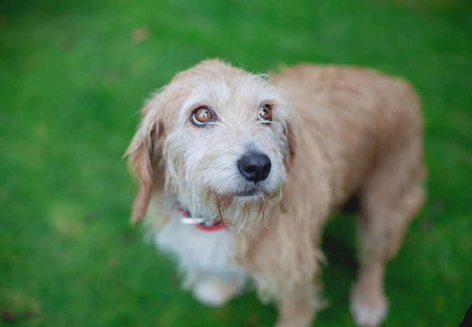 Dog Constipation and How to Treat It