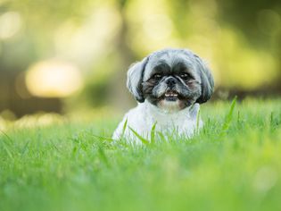 微笑的西施犬躺在户外