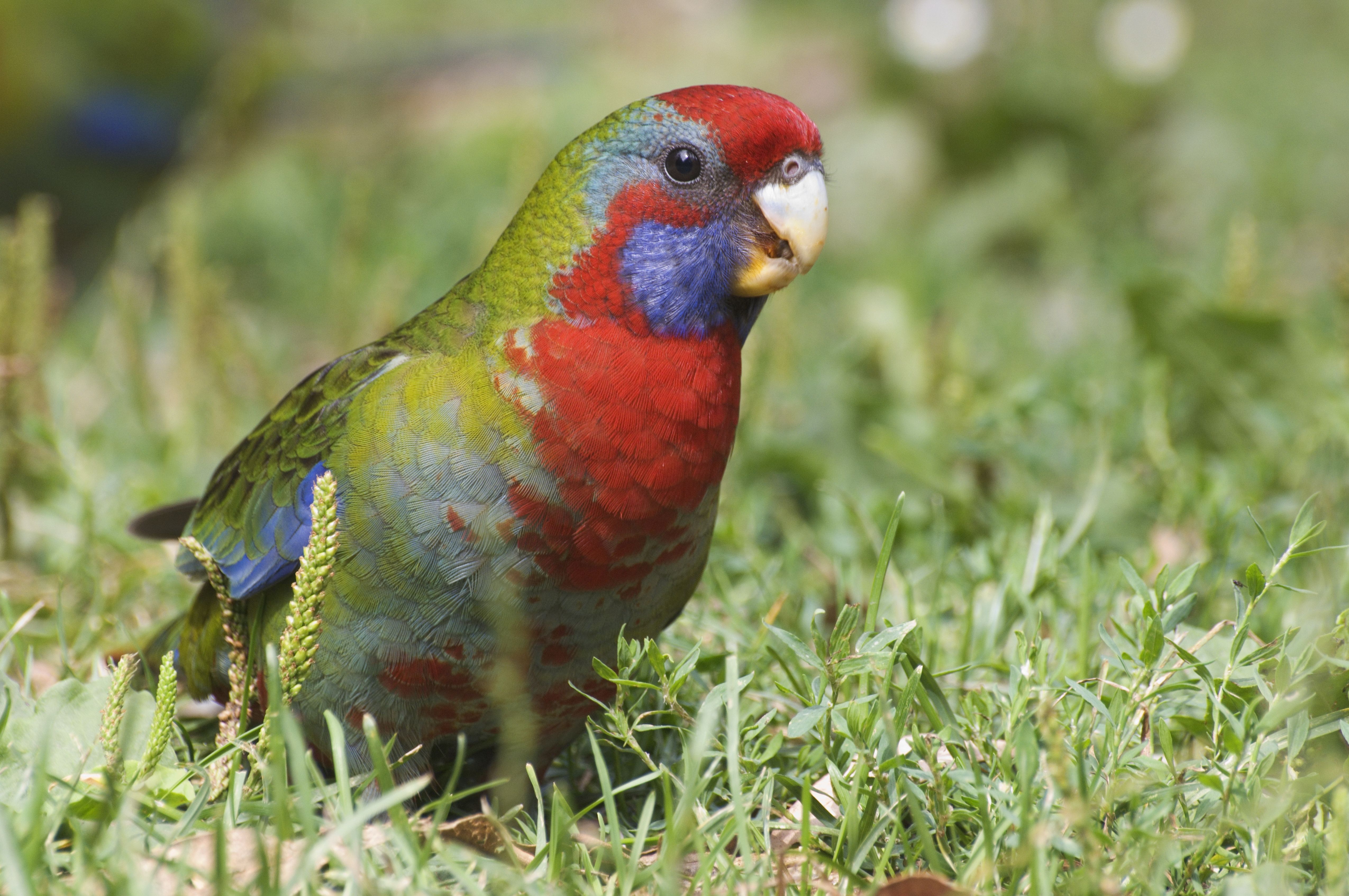 Crimson rosella (juvenile), Yarra Ranges National Park, Victoria, Australia, Pacific