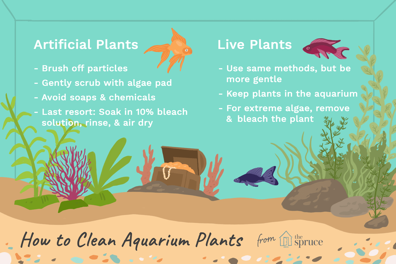 How to clean aquarium plants