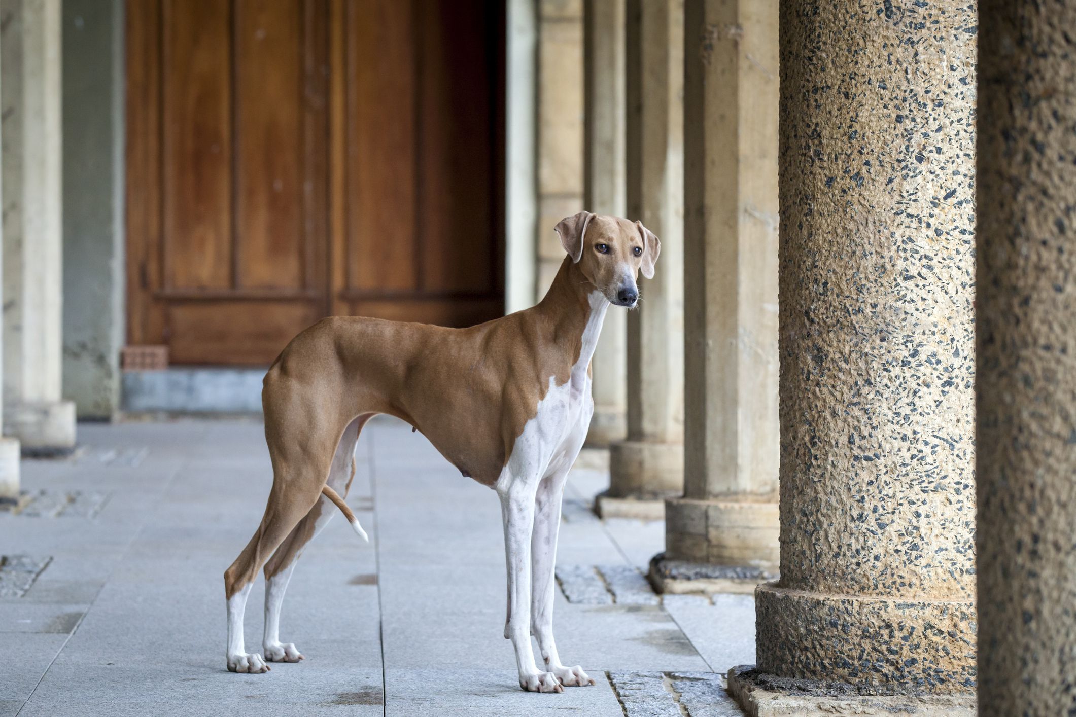 阿扎瓦克(非洲视觉猎犬)站在古老历史建筑的柱子之间