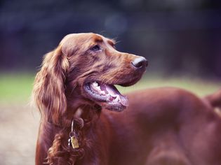 微笑的红色爱尔兰塞特犬