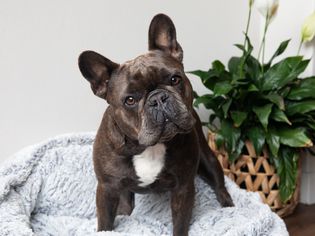 深棕色和白色的法国斗牛犬站在灰色蓬松的床上