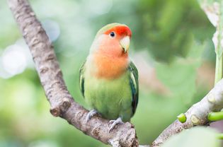 Green orange faced lovebird standing on the tree in garden