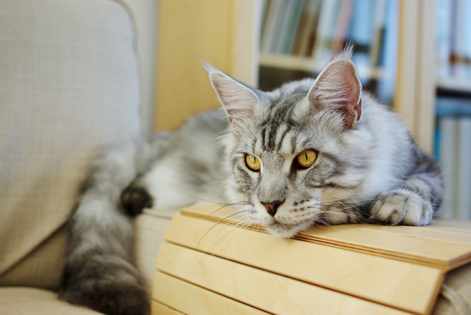 缅因猫在椅子扶手上。