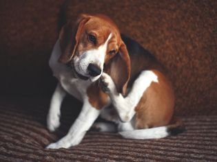 什么do if your dog has allergies