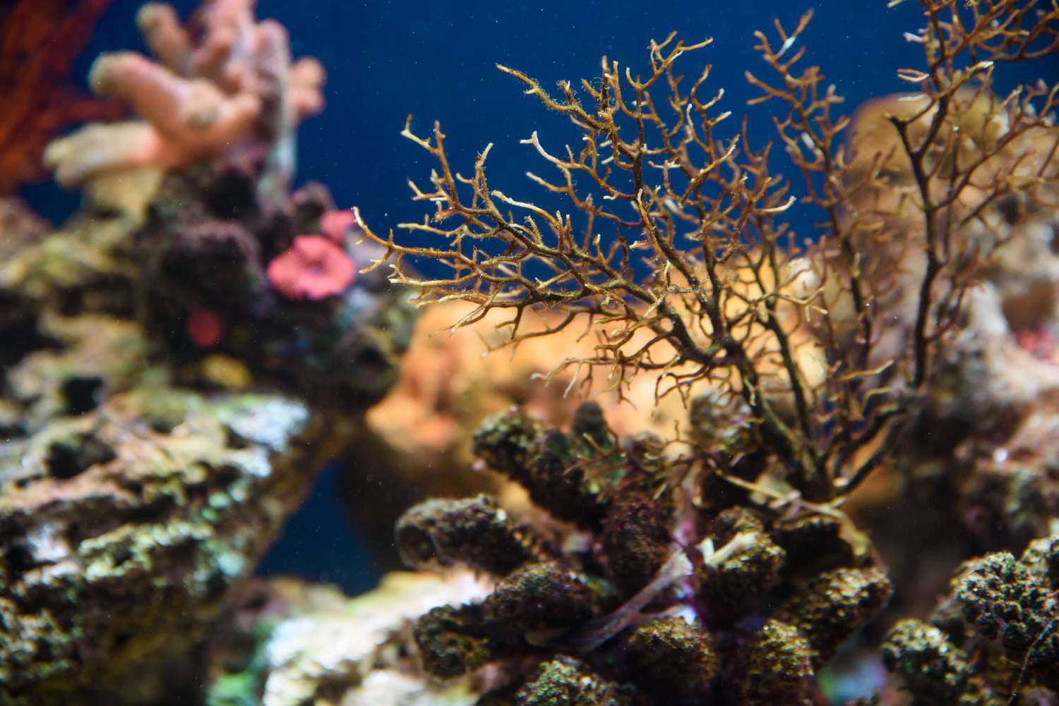 珊瑚水族馆