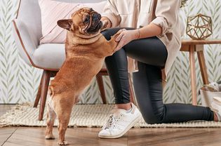 一只法国斗牛犬跳了起来