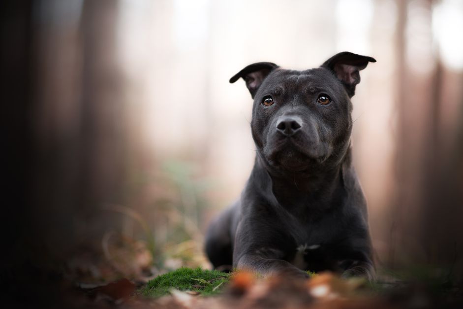 斯塔福德郡斗牛犬肖像