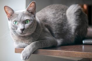 纯种克拉特猫在室内的桌子上摆姿势，看着镜头