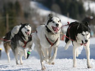 阿拉斯加雪橇犬套着挽具奔跑