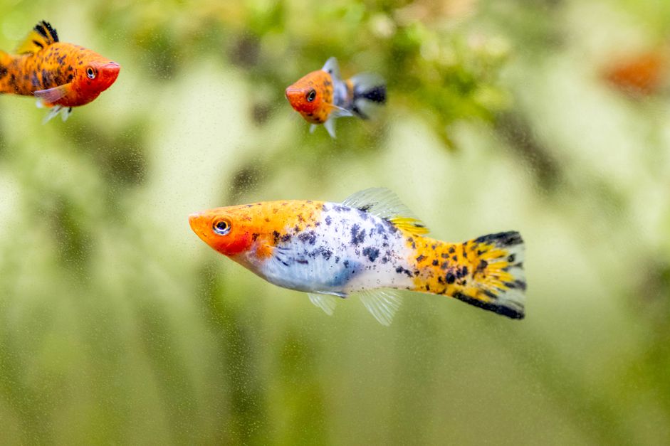 在水族馆的橙色和白色黑斑点的鱼游泳