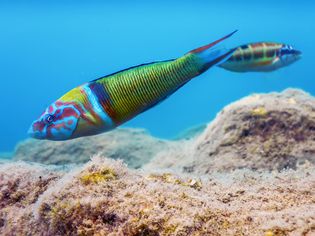华丽的濑鱼(Thalassoma Pavo)水下五颜六色的鱼