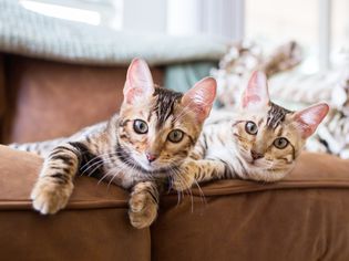 Bengal kittens on leather sofa indoors