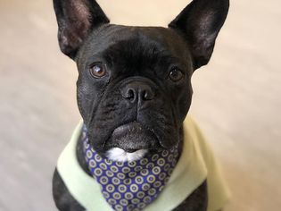 一只黑色的法国斗牛犬正盯着镜头。