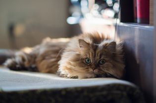 棕色波斯猫在地毯上休息