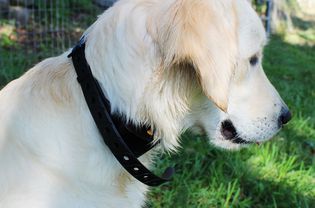Wolfwill No-Shock Dog Training Collar